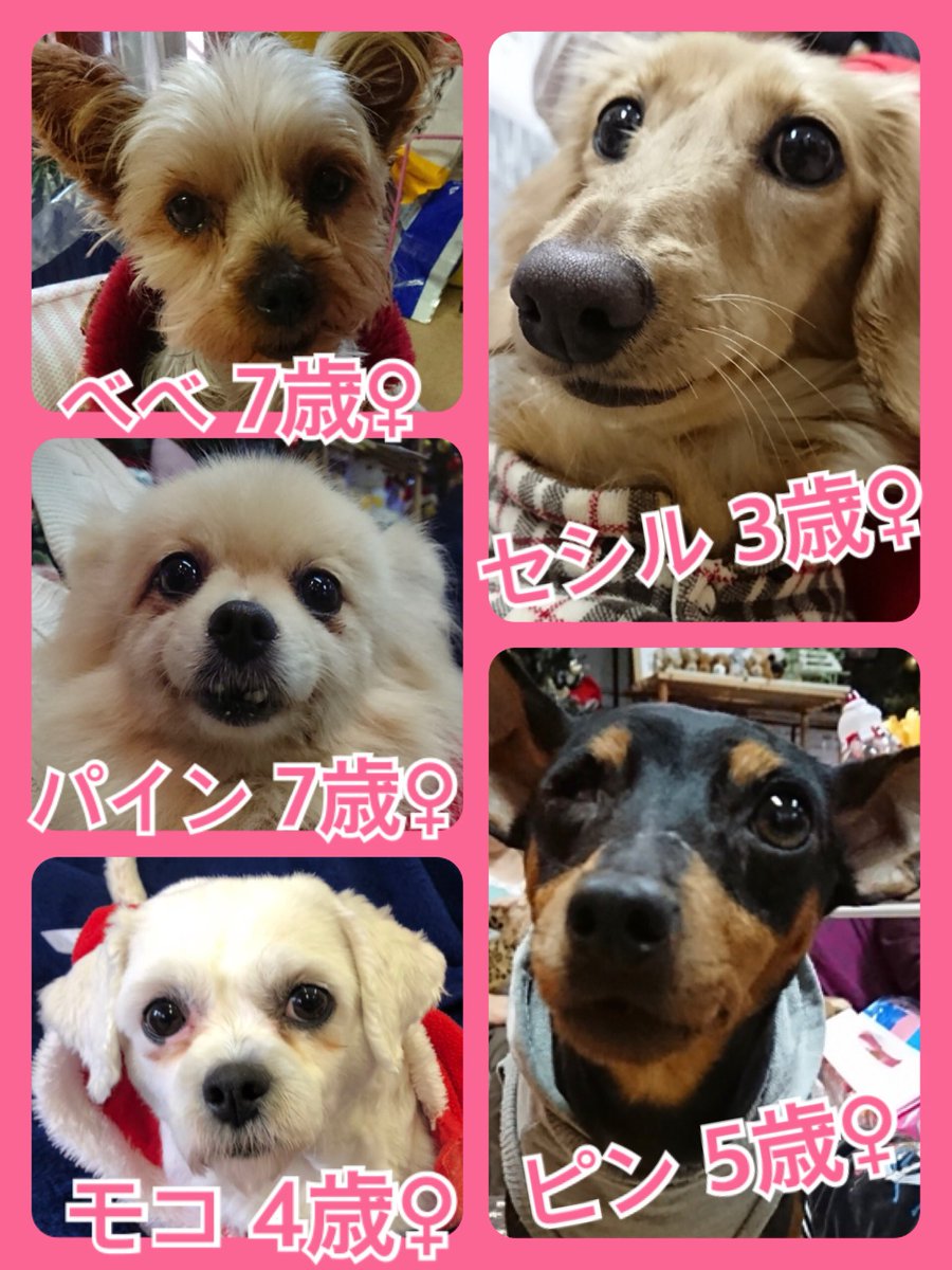 🐾今日の里親様募集中ワンコ🐶メンバーです🐾2018,12,5